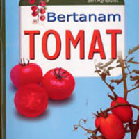 Bertanam Tomat